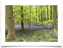 Bluebell Wood - Helen Kulczycki